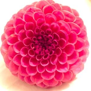 Meet your Posher, Lav.